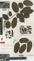 Isotype of Machaerium kegelii Meisn. [family FABACEAE]