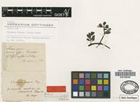 Type of Crenaea repens G.Mey. [family LYTHRACEAE]