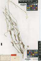 Isotype of Froelichia gracilis Moq. [family AMARANTHACEAE]