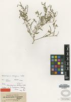 Syntype of Heliotropium cordofanum Hochst. ex DC. [family BORAGINACEAE]