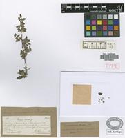 Holotype of Schinus sinuatus (Griseb.) Engl. [family ANACARDIACEAE]