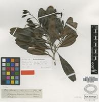 Isotype of Blastemanthus sprucei Tiegh. [family OCHNACEAE]