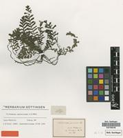 Type of Trichomanes asplenioides C.Presl [family PTERIDOPHYTA]