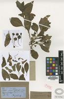 Holotype of Iochroma australe Griseb. [family SOLANACEAE]