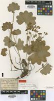 Isotype of Alchemilla acutiloba Steven var. hirsutiflora Buser [family ROSACEAE]