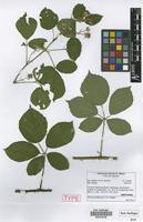 Isotype of Rubus pottianus H.E.Weber [family ROSACEAE]