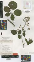 Isotype of Rubus schnedleri H.E.Weber [family ROSACEAE]