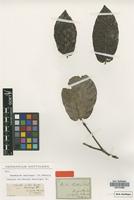 Isotype of Nauclea bartlingii DC. [family RUBIACEAE]