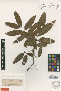 Isotype of Cupania spruceana Benth. [family SAPINDACEAE]