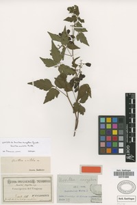 Syntype of Urvillea euryptera Griseb. [family SAPINDACEAE]