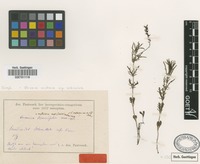 Type of Veronica diversifolia Pant. [family SCROPHULARIACEAE]