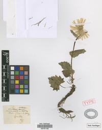 Type of Aronicum scorpioides DC. var. carpaticum Griseb. & Schenk [family ASTERACEAE]