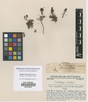 Filed as Saxifraga aizoides L. [family SAXIFRAGACEAE]