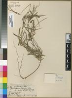 Isosyntype of Stereochlaena jeffreysii Hack. [family POACEAE]