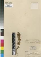 Isotype of Crotalaria sericifolia Harms [family FABACEAE]