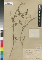 Isosyntype of Indigofera subulata Vahl ex Poir. [family FABACEAE]