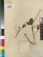 Type of Hymenocardia acida Tul. var. acida [family EUPHORBIACEAE]