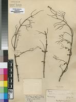 Isotype of Aeollanthus crenatus S.Moore [family LAMIACEAE]