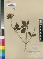 Isosyntype of Pavetta barbertonensis Bremek. [family RUBIACEAE]
