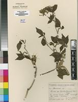Isosyntype of Pavetta barbertonensis Bremek. [family RUBIACEAE]