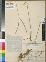 Isosyntype of Stereochlaena cameronii (Stapf) Pilg. [family POACEAE]
