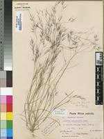 Isosyntype of Aristida scabrivalvis Hack. subsp. scabrivalvis [family POACEAE]