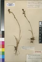Type? of Chlorophytum transvaalense (Baker) Kativu [family ANTHERICACEAE]
