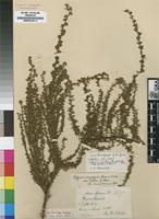 Isosyntype of Cliffortia nitidula (Engl.) R.E.&T.C.E.Fr. subsp. pilosa Weim. [family ROSACEAE]