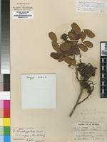 Isotype of Schotia rogersii Burtt Davy [family FABACEAE]