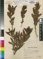 Isotype of Rhus oblanceolata Schinz [family ANACARDIACEAE]