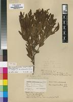 Isotype of Rhus oblanceolata Schinz [family ANACARDIACEAE]