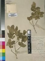 Type of Linociera foveolata (E.Mey.) Knobl. subsp. tomentella I.Verd. [family OLEACEAE]