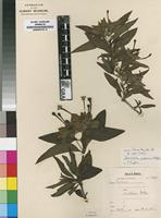 Isotype of Dirichletia rogersii Wernham [family RUBIACEAE]