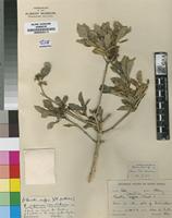 Syntype of Pavetta pallida Bremek. [family RUBIACEAE]
