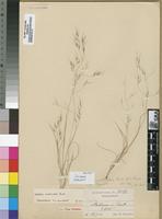Syntype of Aristida scabrivalvis Hack. subsp. scabrivalvis [family POACEAE]