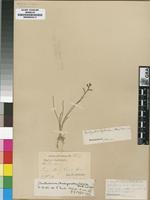 Isotype of Trachyandra oligotricha (Baker) Oberm. [family ASPHODELACEAE]