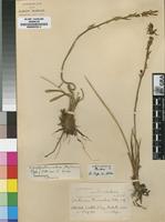 Isotype of Chlorophytum transvaalense (Baker) Kativu [family ANTHERICACEAE]