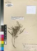 Isotype of Rhus trifoliolata Baker f. [family ANACARDIACEAE]