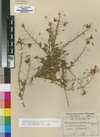 Isotype of Hermannia amabilis Marloth ex K.Schum. [family STERCULIACEAE]