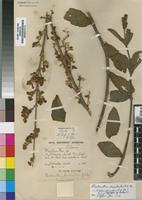 Isolectotype of Plectranthus floribundus N.E.Br. [family LAMIACEAE]