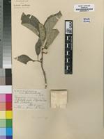 Isoparatype of Vangueria chartacea Robyns [family RUBIACEAE]