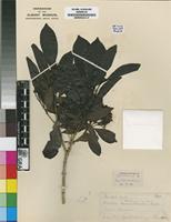 Holotype of Pavetta rattrayi Bremek. [family RUBIACEAE]