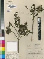 Holotype of Pavetta suurbergensis Bremek. [family RUBIACEAE]