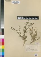 Isotype of Felicia deserti Schltr. ex Grau [family ASTERACEAE]