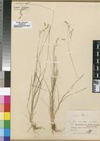 Type? of Poa heterogama Hack. [family POACEAE]