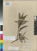 Isotype of Salix wilmsii seeman x woodii burtt davy [family SALICACEAE]