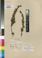 Isosyntype of Cliffortia nitidula (Engl.) R.E.&T.C.E.Fr. subsp. pilosa Weim. [family ROSACEAE]
