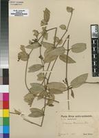 Type of Orthanthera browniana Schinz [family APOCYNACEAE]