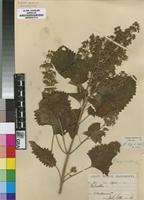 Isotype of Plectranthus myrianthus Briq. [family LAMIACEAE]