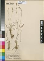 Isotype of Poa heterogama Hack. [family POACEAE]